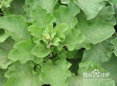 牛蒡的功效与作用及食用方法