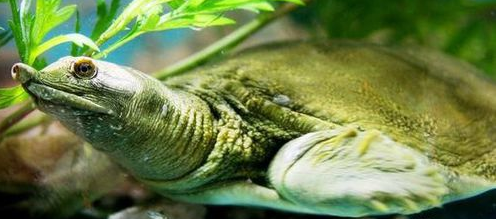 甲鱼冬天怎么养才不会死