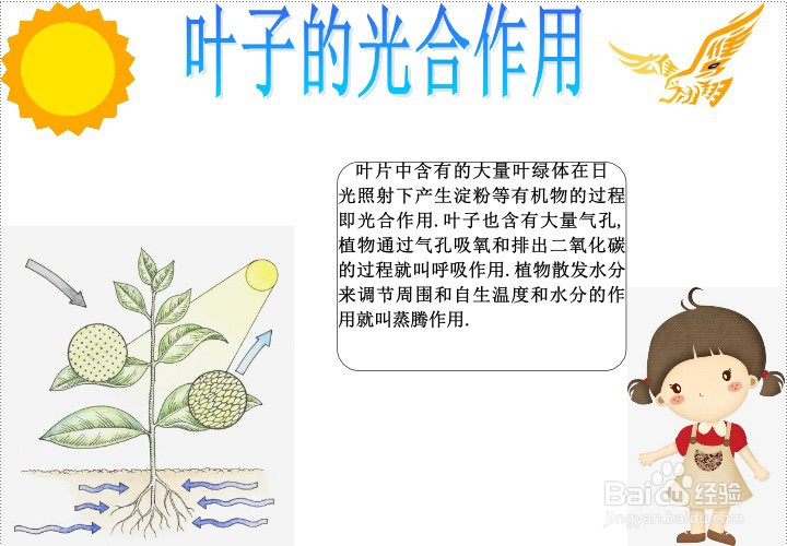 植物光合作用的小报图片