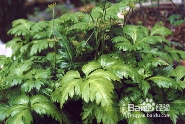 去除，防止青春痘的一些实惠方法