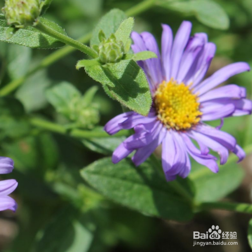 紫菀的培育方法和病虫害预防