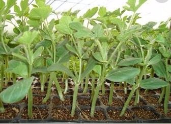 西瓜嫁接后怎么判断是活了