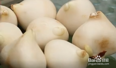 郁金香的种植步骤