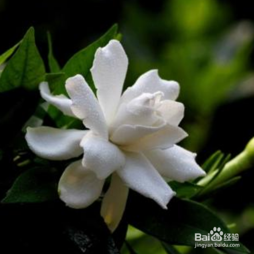 栀子花不开花是怎么回事?