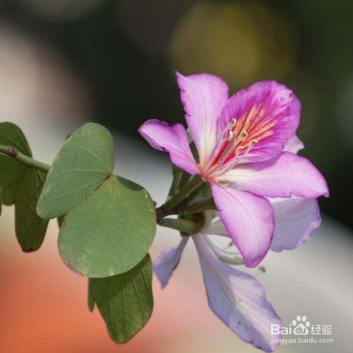 羊蹄甲与洋紫荆的区别是什么？