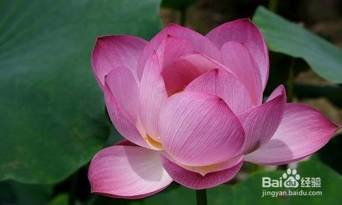 2013寿光荷花节旅游攻略