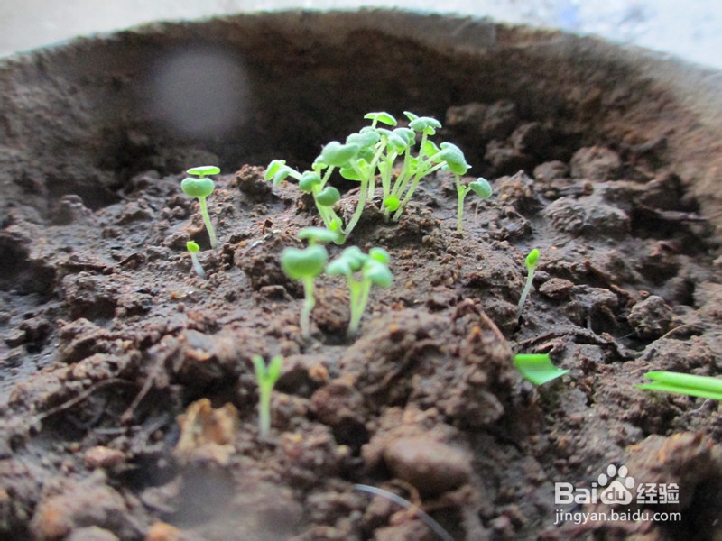 冬日窗台小菜园——柠檬香薄荷