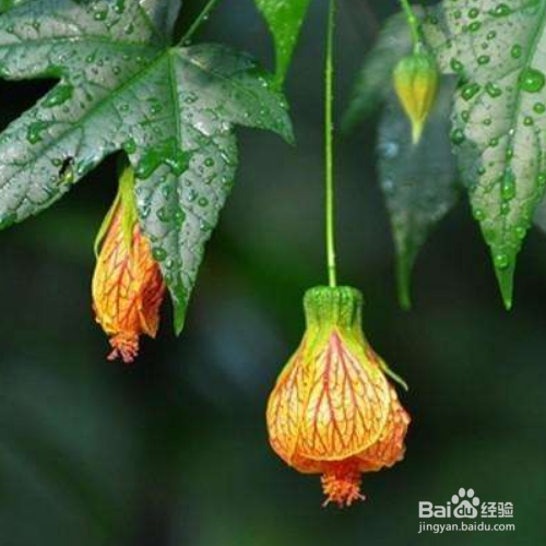 怎么养护金玲花?