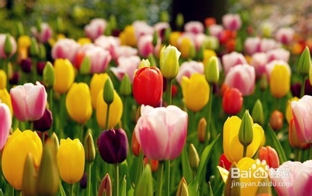 不能放于室内的植物有哪些?