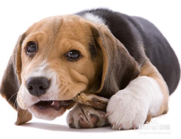 怎样治疗肠易激综合征