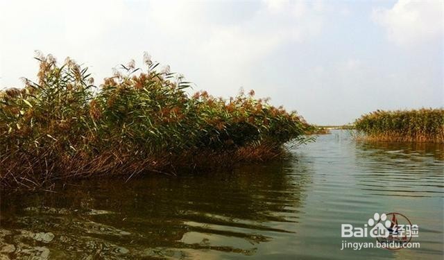 辽宁红海滩旅游好玩吗