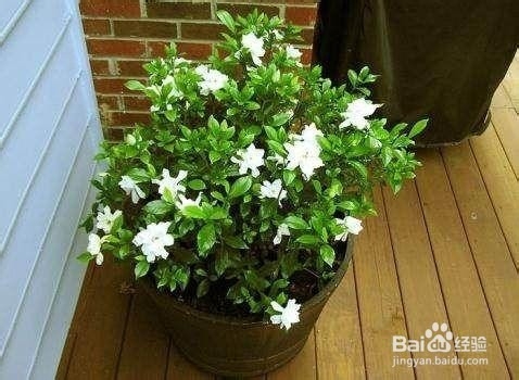 养花旧土这样做，轻松变肥沃土壤，养花效果超好