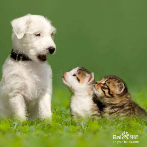 如何照顾怀孕的狗妈妈？