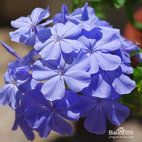 蓝雪花盆栽怎么养殖？