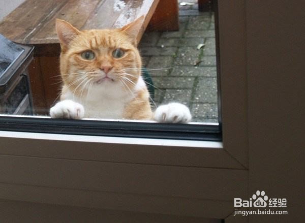 <b>怎么防止猫开门就往外跑</b>