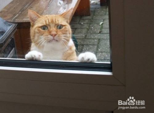 怎么防止猫开门就往外跑