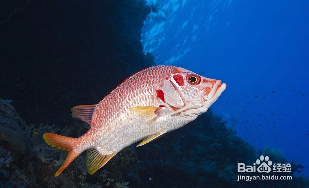 观赏鱼体质对疾病的抵抗力如何