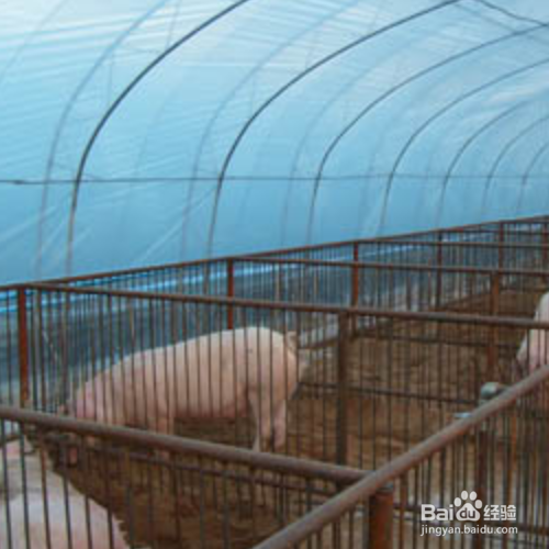 简易猪舍怎么建造