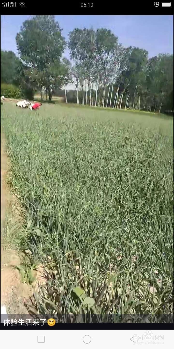 你知道西宁周边农村人的夏天是怎样度过的吗？