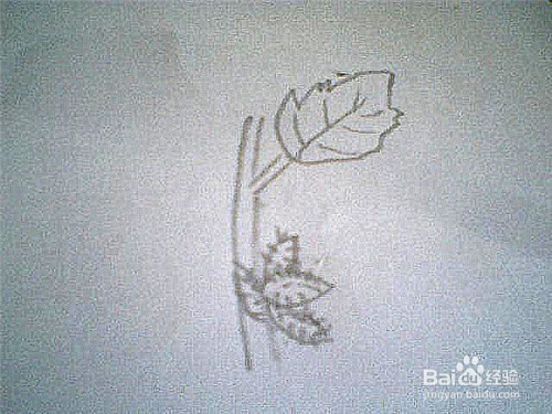 简笔画生长着的苍耳