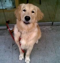 你无可替代的小伙伴。