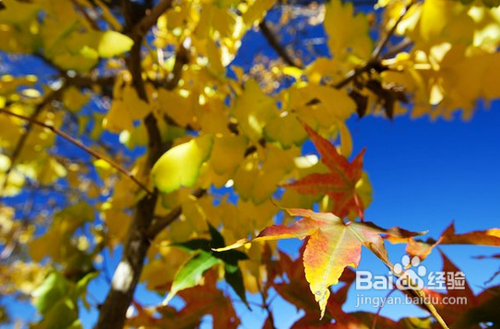枫红季节：拍枫叶技巧总整理