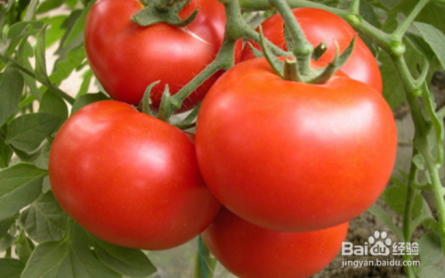 西红柿怎么施肥才能丰产呢?