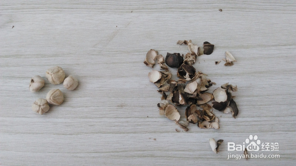 怎样区别国内辣木籽和印度辣木籽?