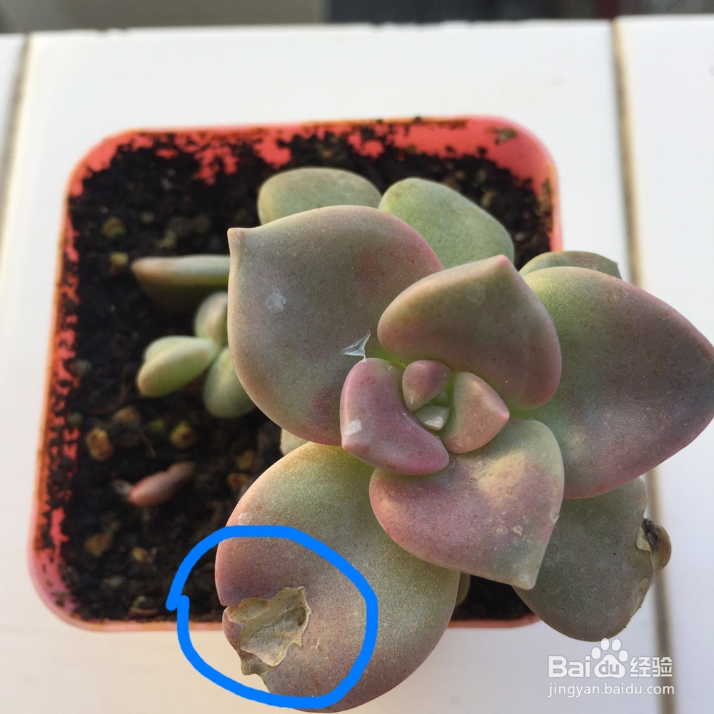 多肉被鸟啄了之后怎么处理