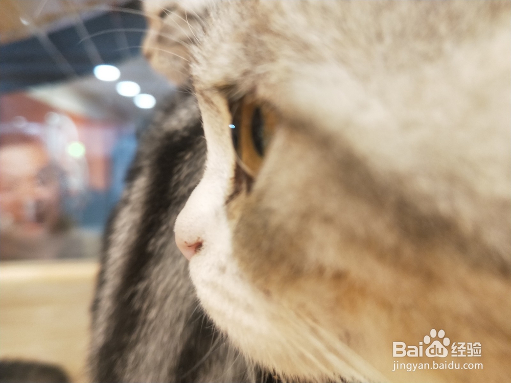 幼猫半夜两点来回走怎么办