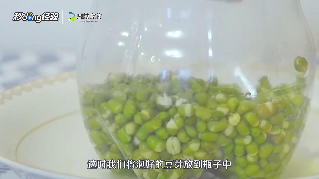 可乐瓶生豆芽的方法