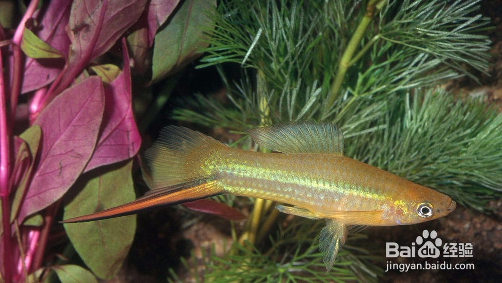 剑尾鱼的特性是什么 如何饲养