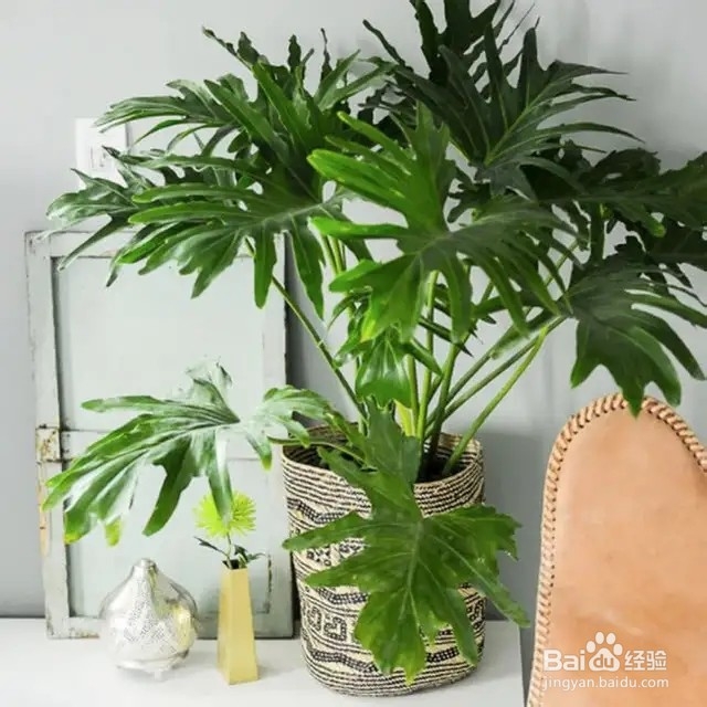 既大气又漂亮的大型绿植，非常适合在客厅中养护