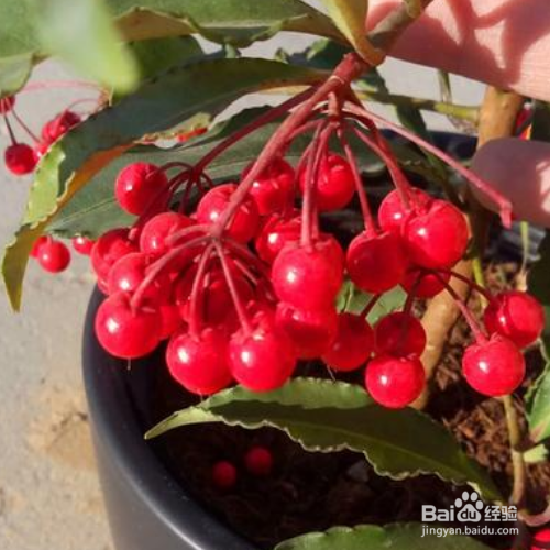 朱砂根的养殖方法和修剪