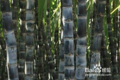 补血不一定猪肝汤 南瓜葡萄也补血