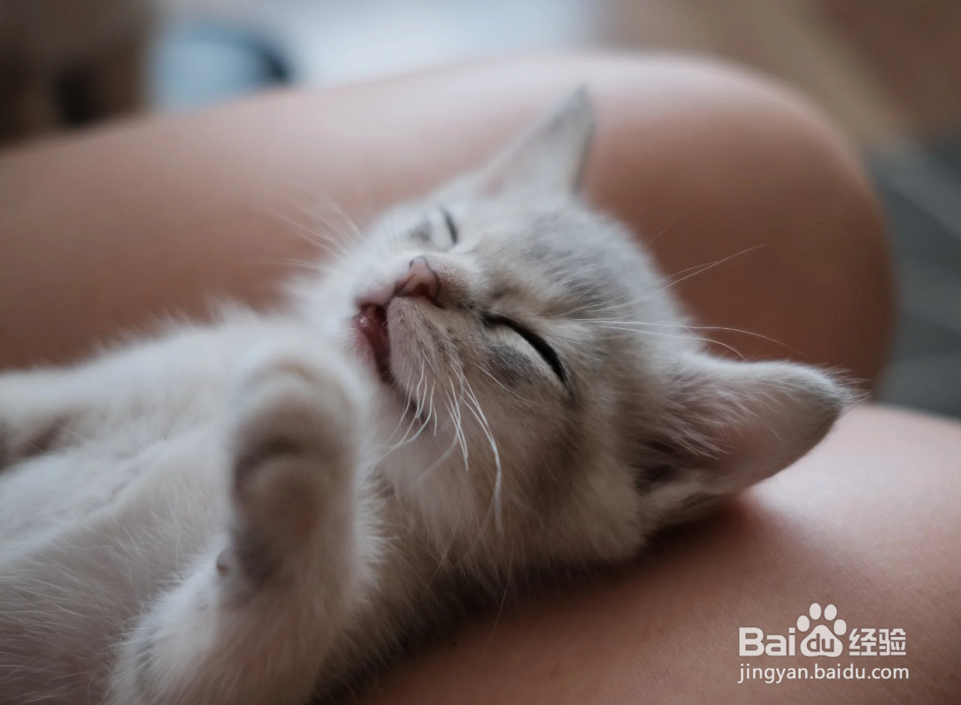 上班族怎么养猫?