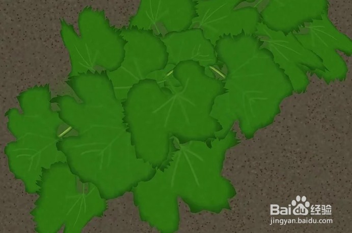 连栋大棚如何种植葡萄