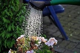 如何让鲜花保鲜