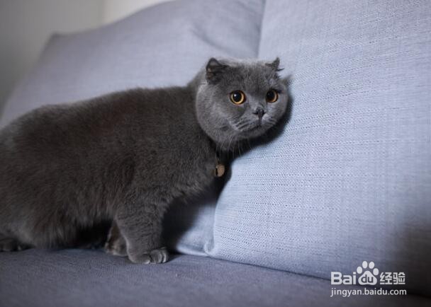 如何饲养英短蓝猫