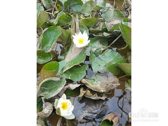 怎么种植睡莲