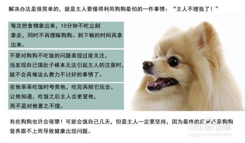 狗狗不吃主粮的怎么办 主人吃饭狗狗叫唤 百度经验