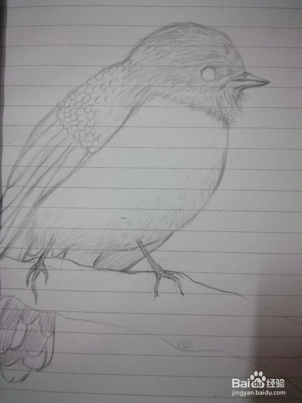 《小鸟思思》插画速写教程