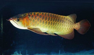 6种放进冰箱变毒药的食材