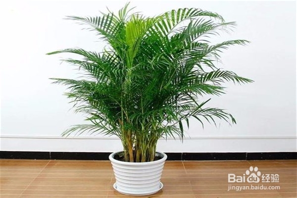 凤尾竹的养殖方法和注意事项都有什么？