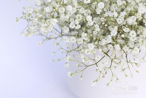 满天星适合送给什么人