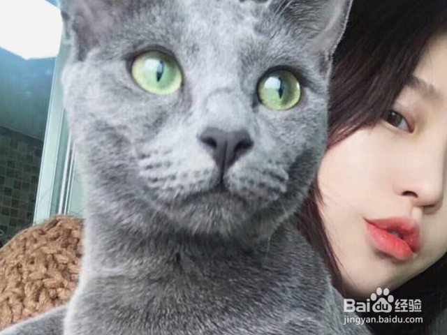 猫咪死了该怎么处理?