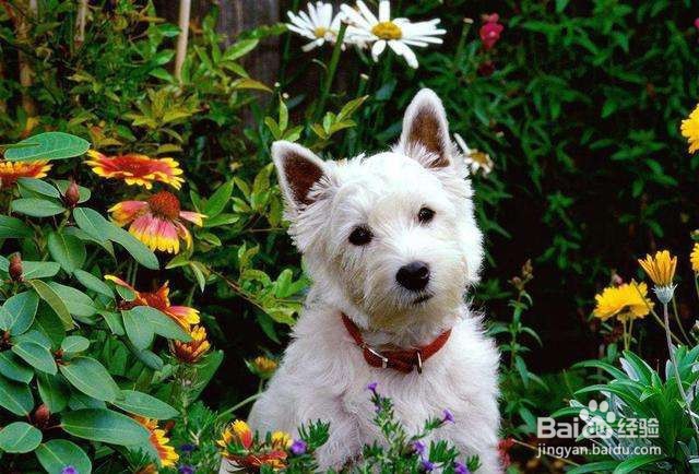 狗狗狂犬病的认识及预防措施