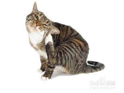 猫咪有跳蚤怎么清除