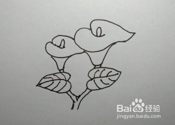 马蹄莲的简笔画（儿童简笔画教程）