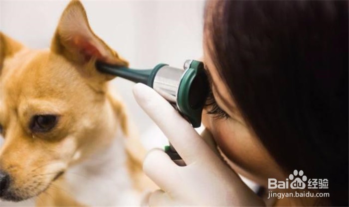 狗狗耳朵臭怎么办